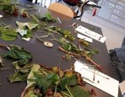 Grasagrafík í sjónlistum Grasagrafík í sjónlistum